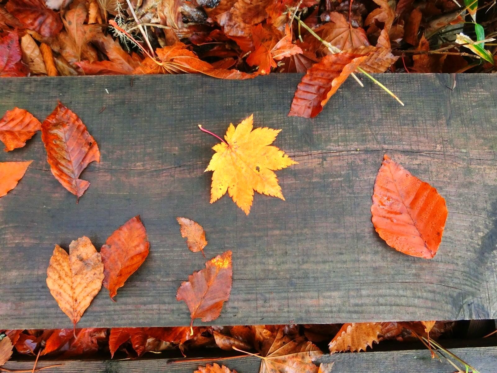 尾瀬 檜枝岐村 キリンテ バンガロー キャンプからまつ